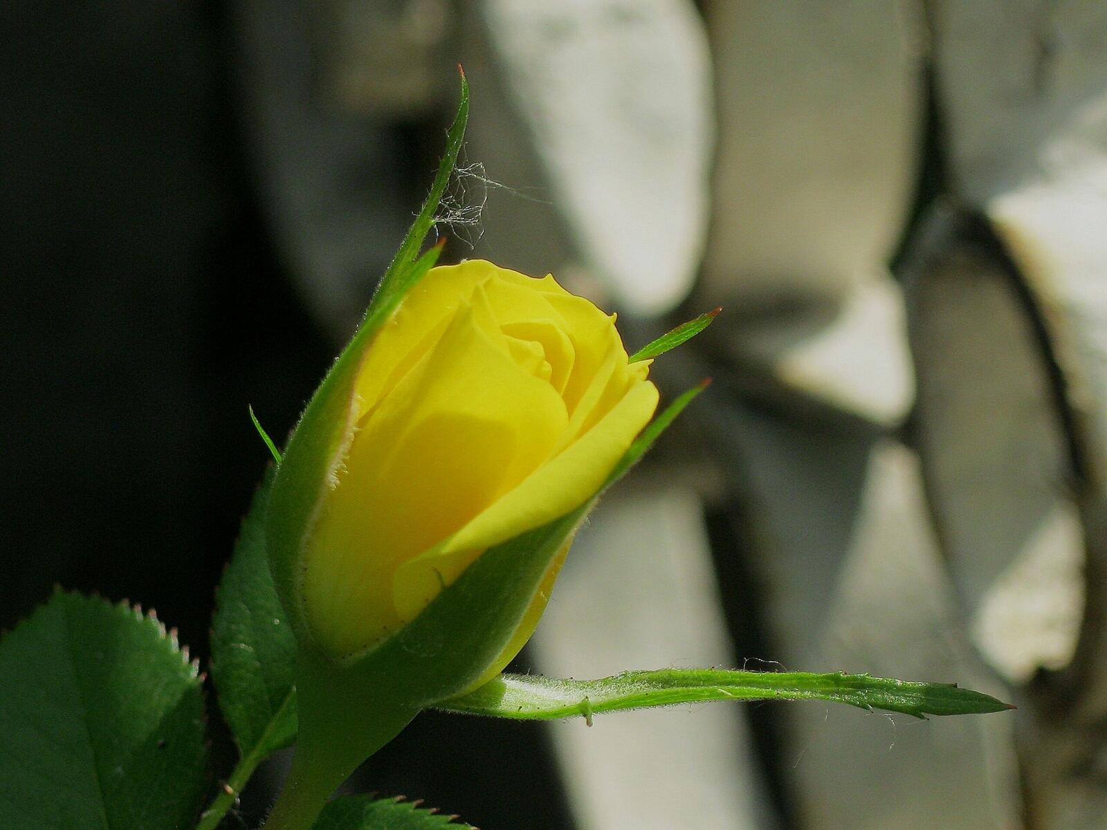Free photo Yellow rose close-up