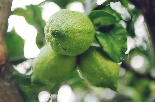 A sprig with a growing lime