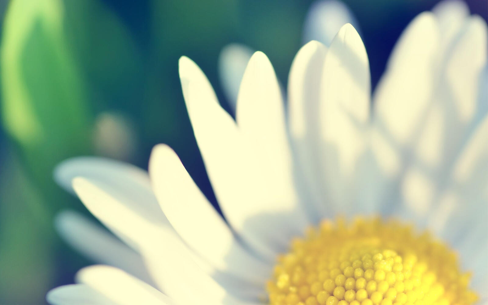 Free photo Close-up of a daisy