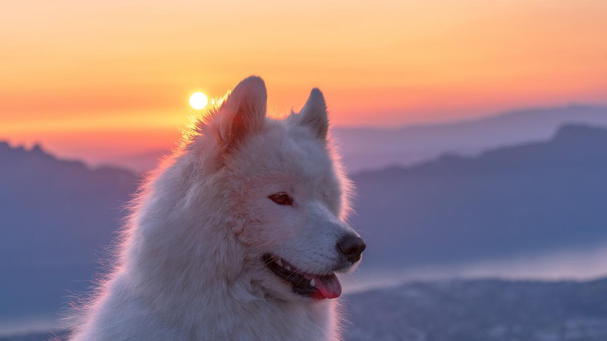 A white fluffy Samoyed dog at sunset