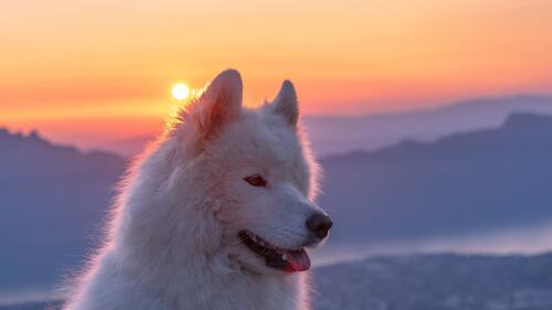 Белая пушистая самоедская собака на закате дня