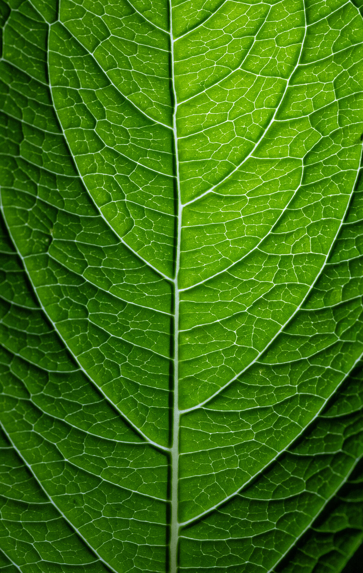 Структура зелёного листа под солнечными лучами
