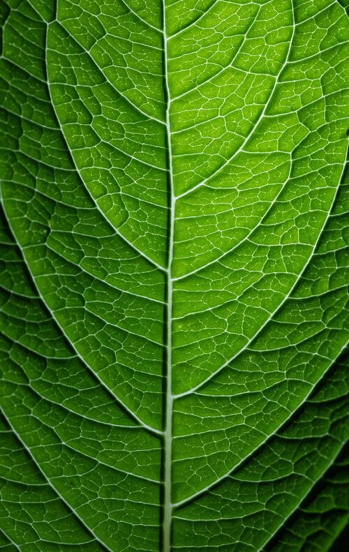 Структура зелёного листа под солнечными лучами