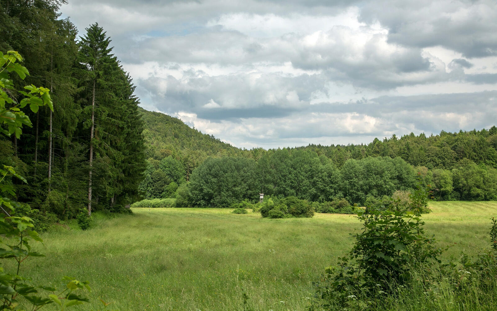 Бесплатное фото Зеленое поле с зелеными кустарниками в Германии