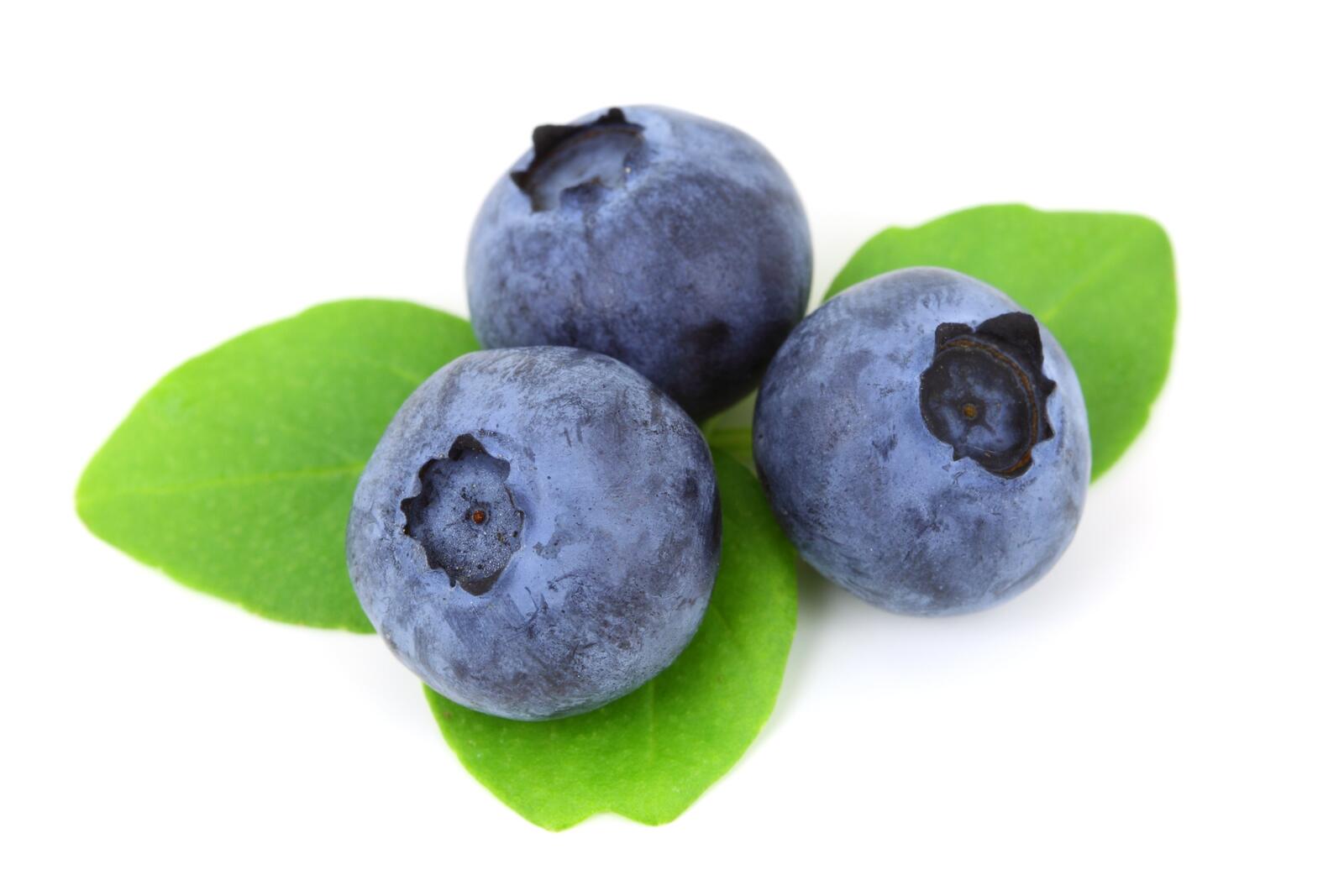 Free photo Three blueberries on a white background