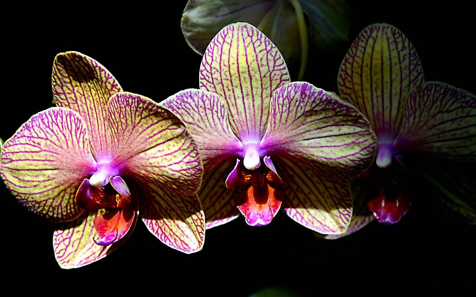 Free photo Wallpaper with orchid flowers