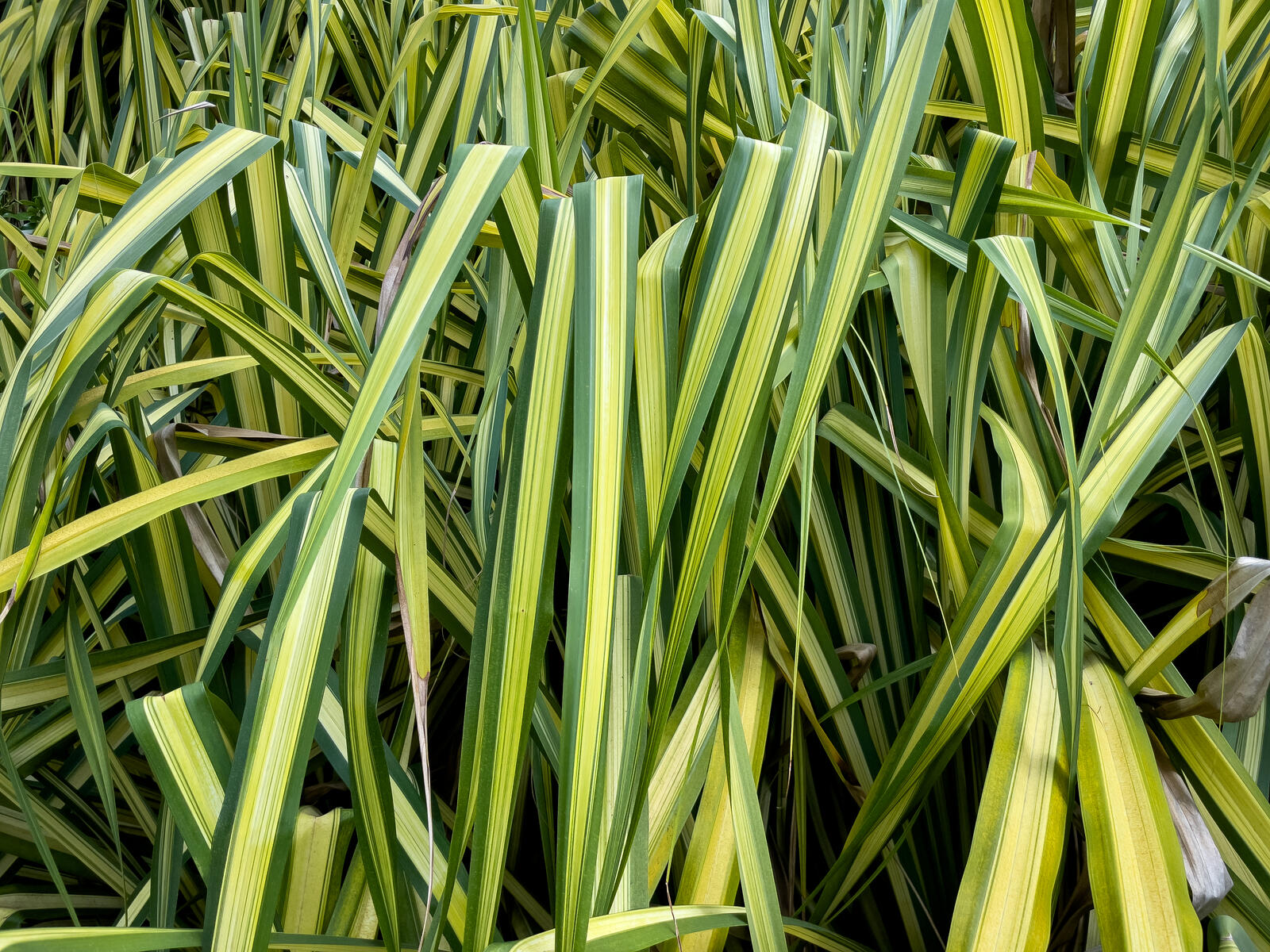 Бесплатное фото Зеленая трава в необычной расцветке