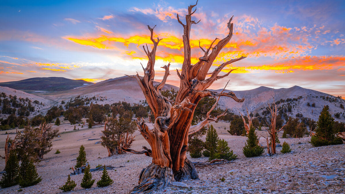 Высохшие мертвое дерево в пустыне США