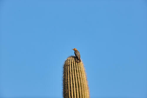 A little bird sits on a prickly cactus