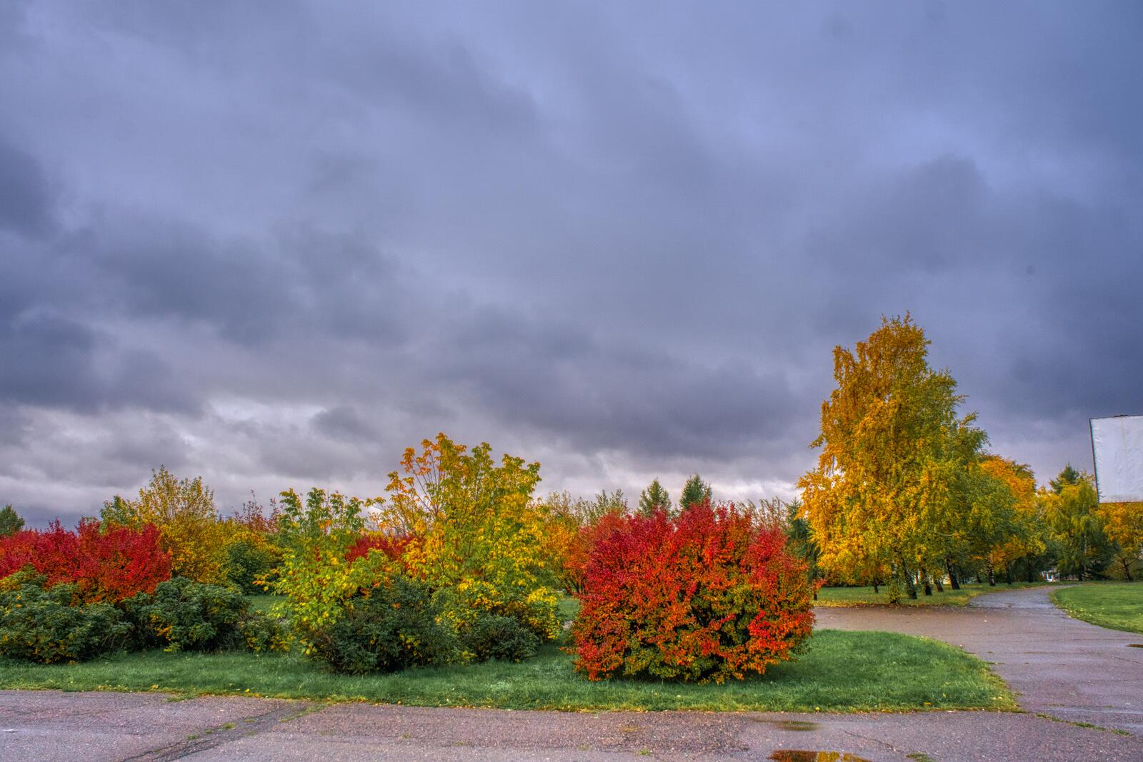 Бесплатное фото Разноцветные деревья в осеннем парке