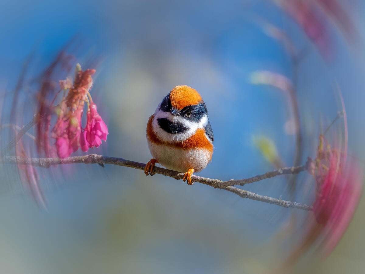 Красивая разноцветная птичка с оранжевым оперением