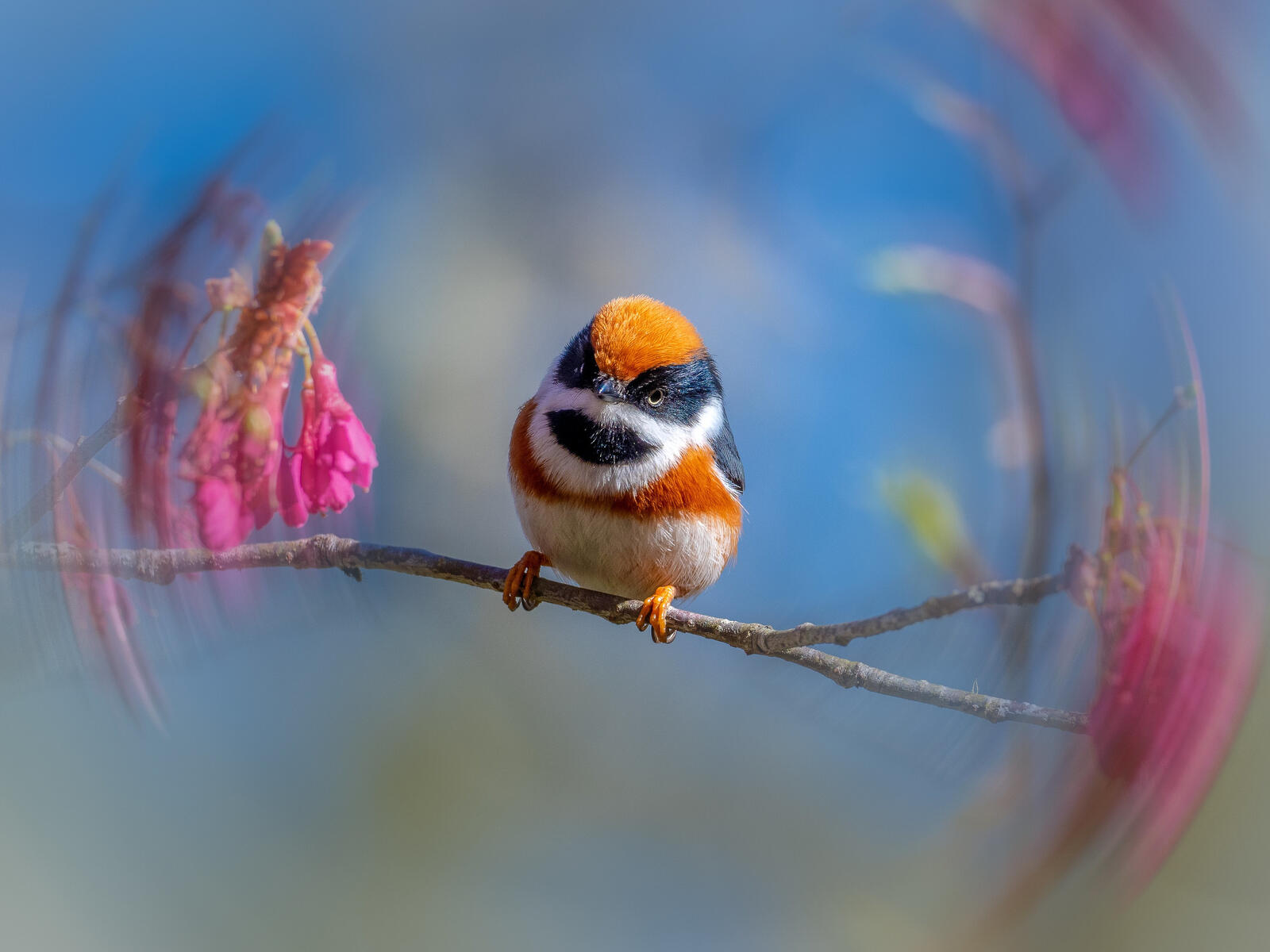 Бесплатное фото Красивая разноцветная птичка с оранжевым оперением