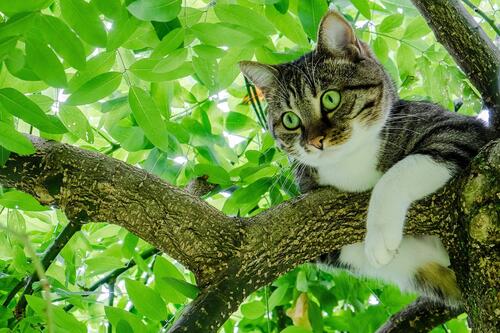 A cat sits on the branch of a tree with green leaves