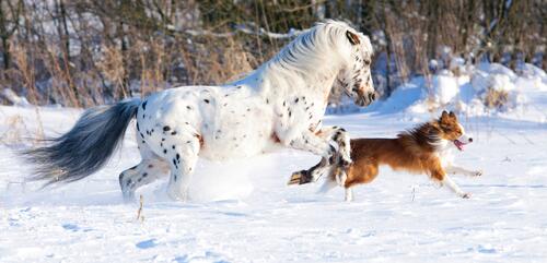 The white horse is racing the dog.