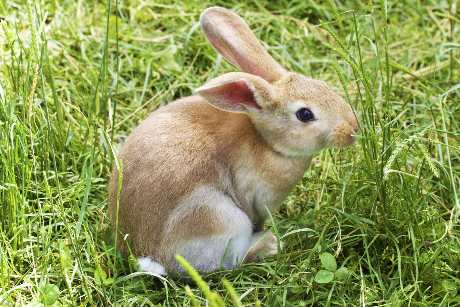 Free photo A rabbit in the grass