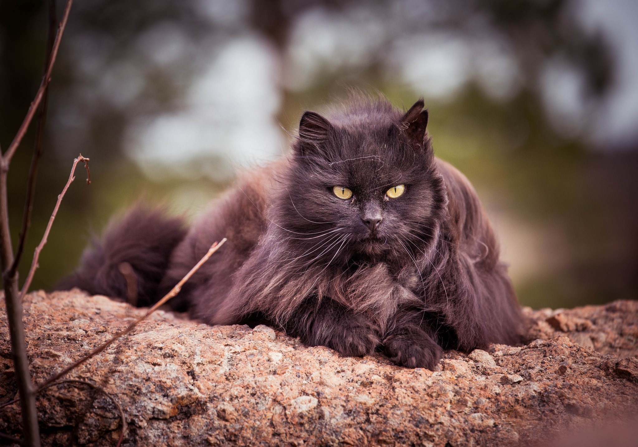 Free photo Wallpaper with black fluffy cat