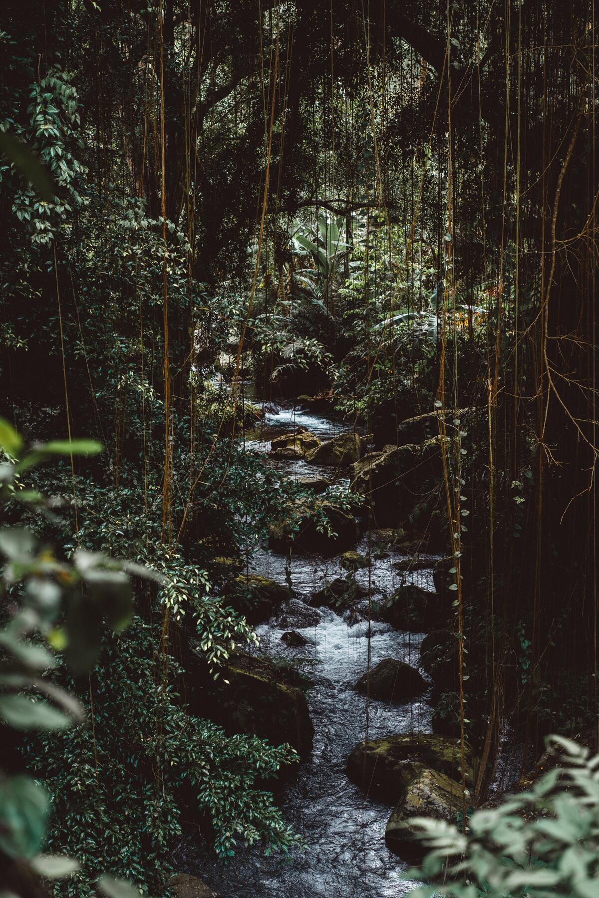 A jungle stream with vines.
