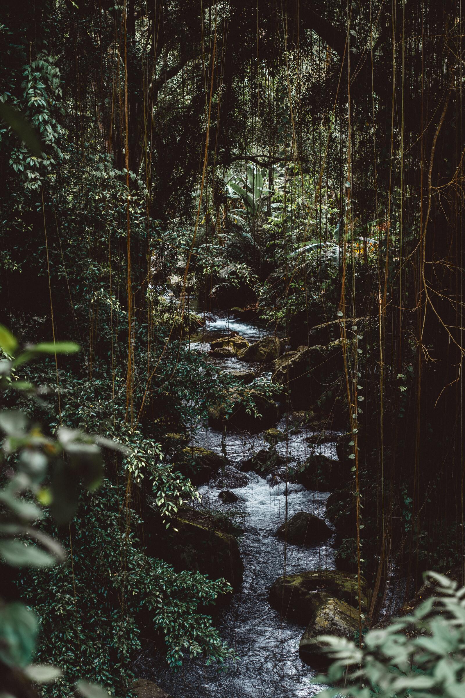 Бесплатное фото Ручей в джунглях с лианами