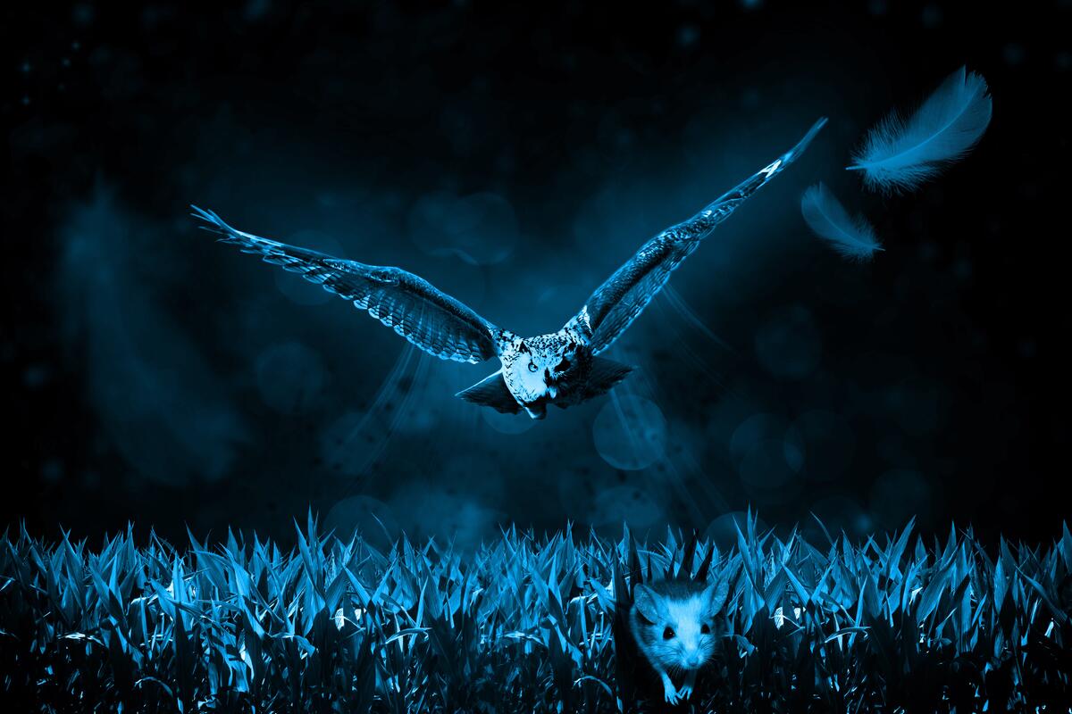 An owl flies over the grass chasing a mouse in the night under the moonlight
