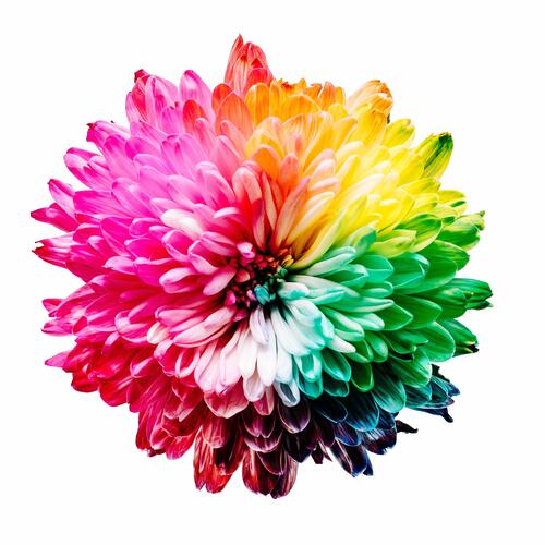 Разноцветный цветок