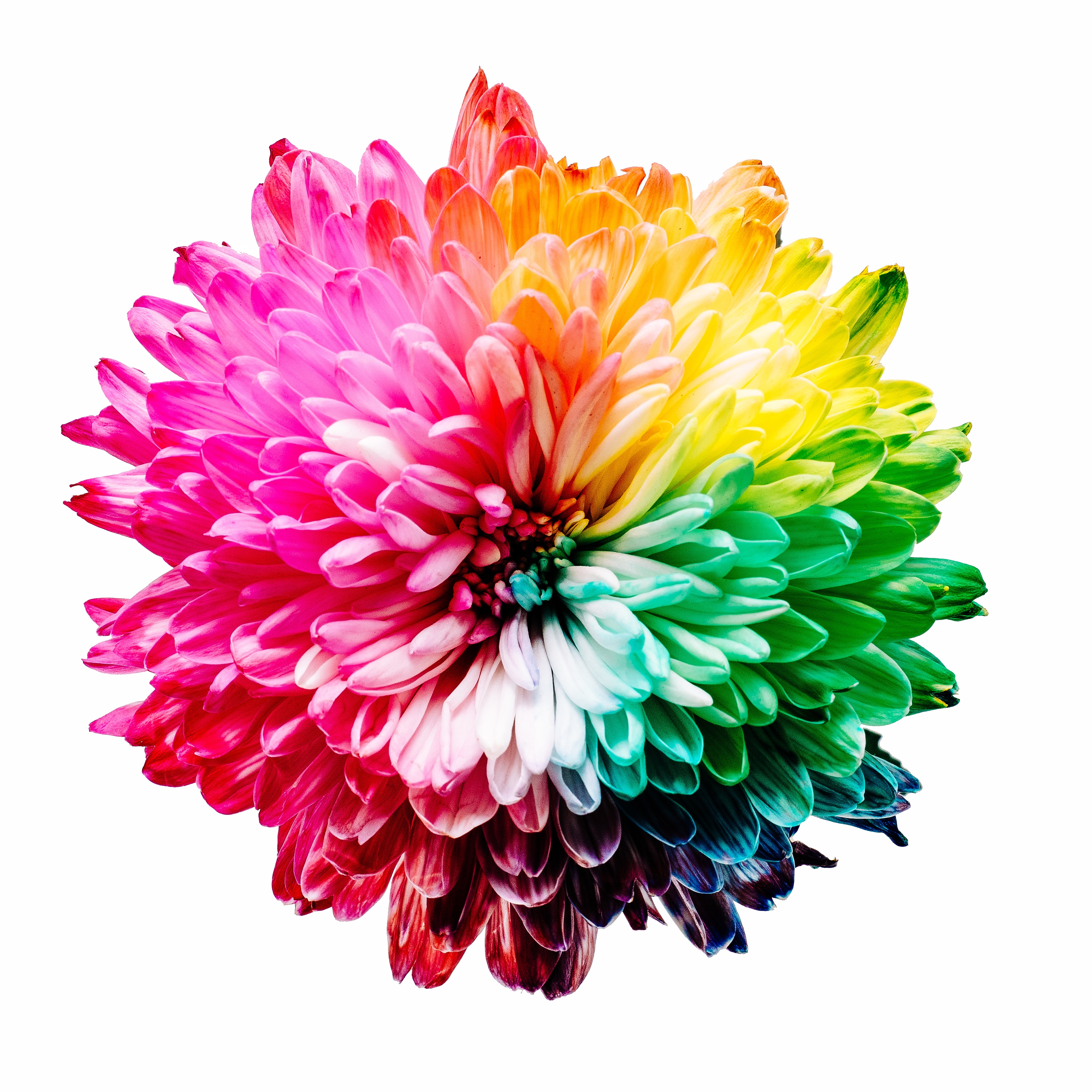 Бесплатное фото Разноцветный цветок