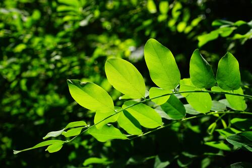 The leaves of the Robinia tree