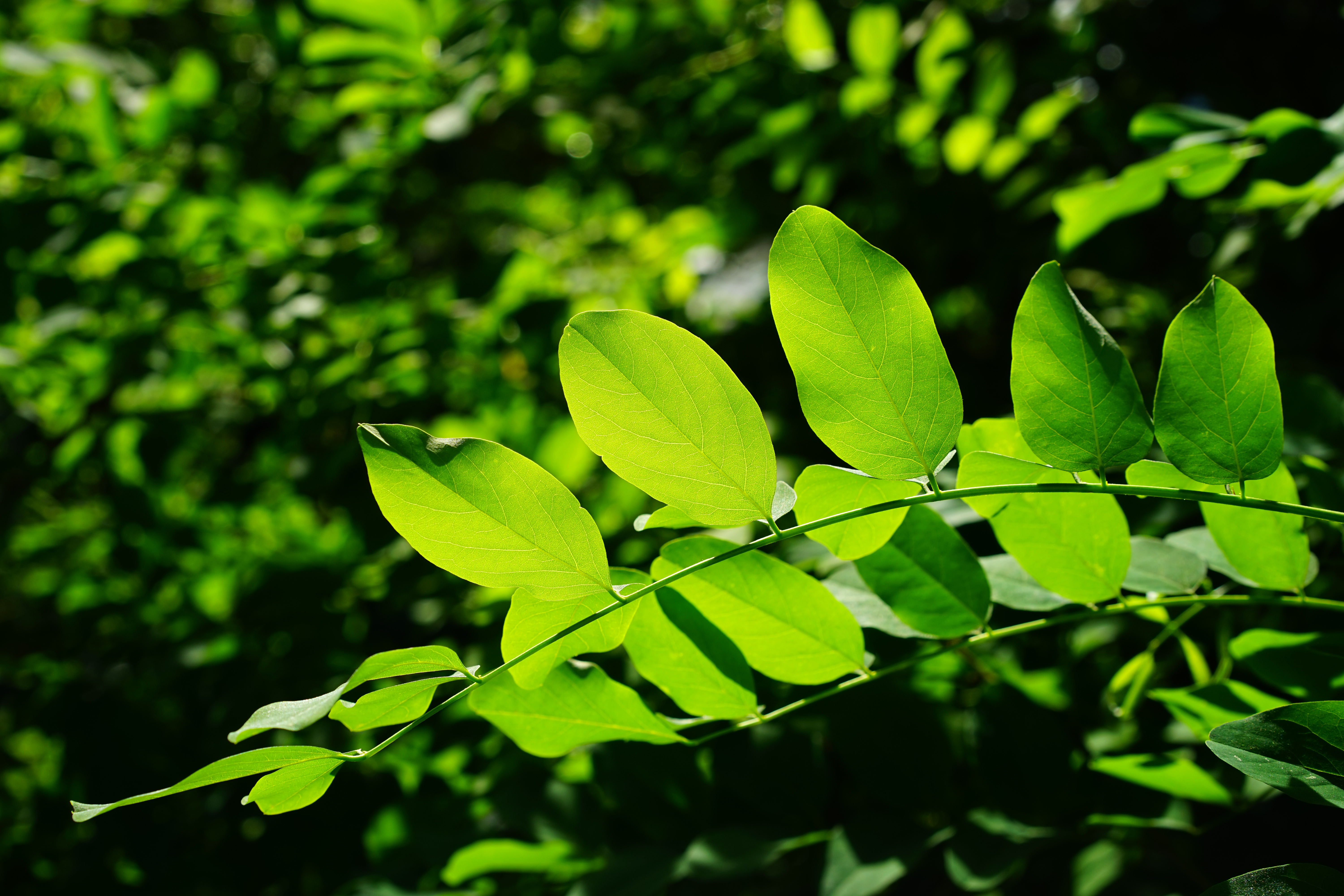 Free photo The leaves of the Robinia tree