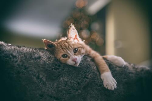 Ленивый рыжий кот отдыхает и смотрит на фотографа