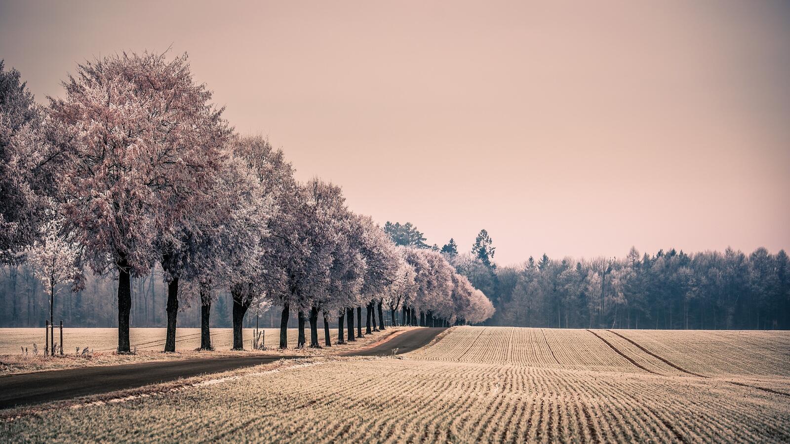 Бесплатное фото Деревья растущие в одну линию вдоль дороги рядом с полем