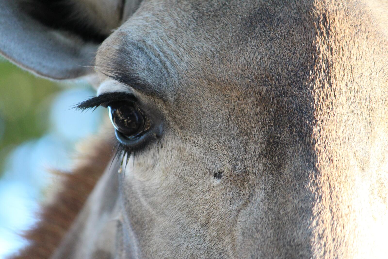 Free photo Close-up of a horse`s eye