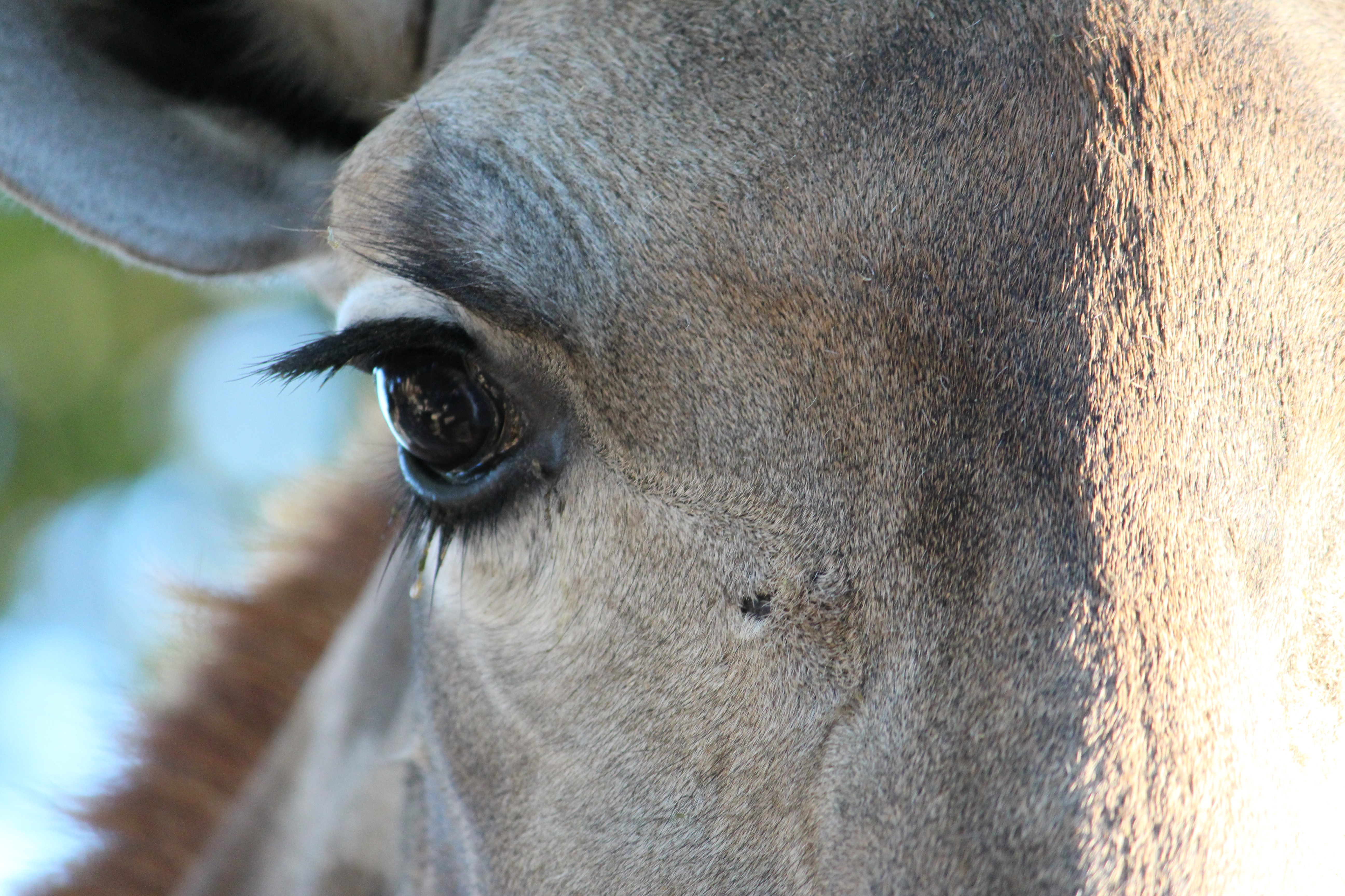 Глаз лошади крупным планом · бесплатная фотография