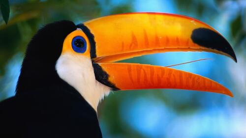 A toucan bird with a big brightly colored beak.