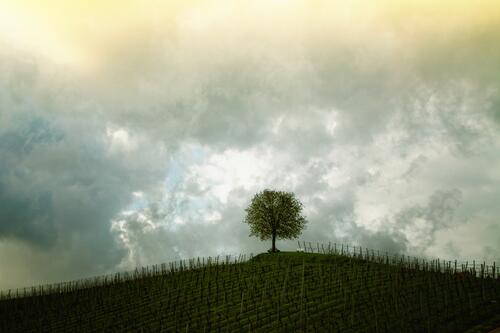 Одинокое зеленое дерево в поле с виноградниками