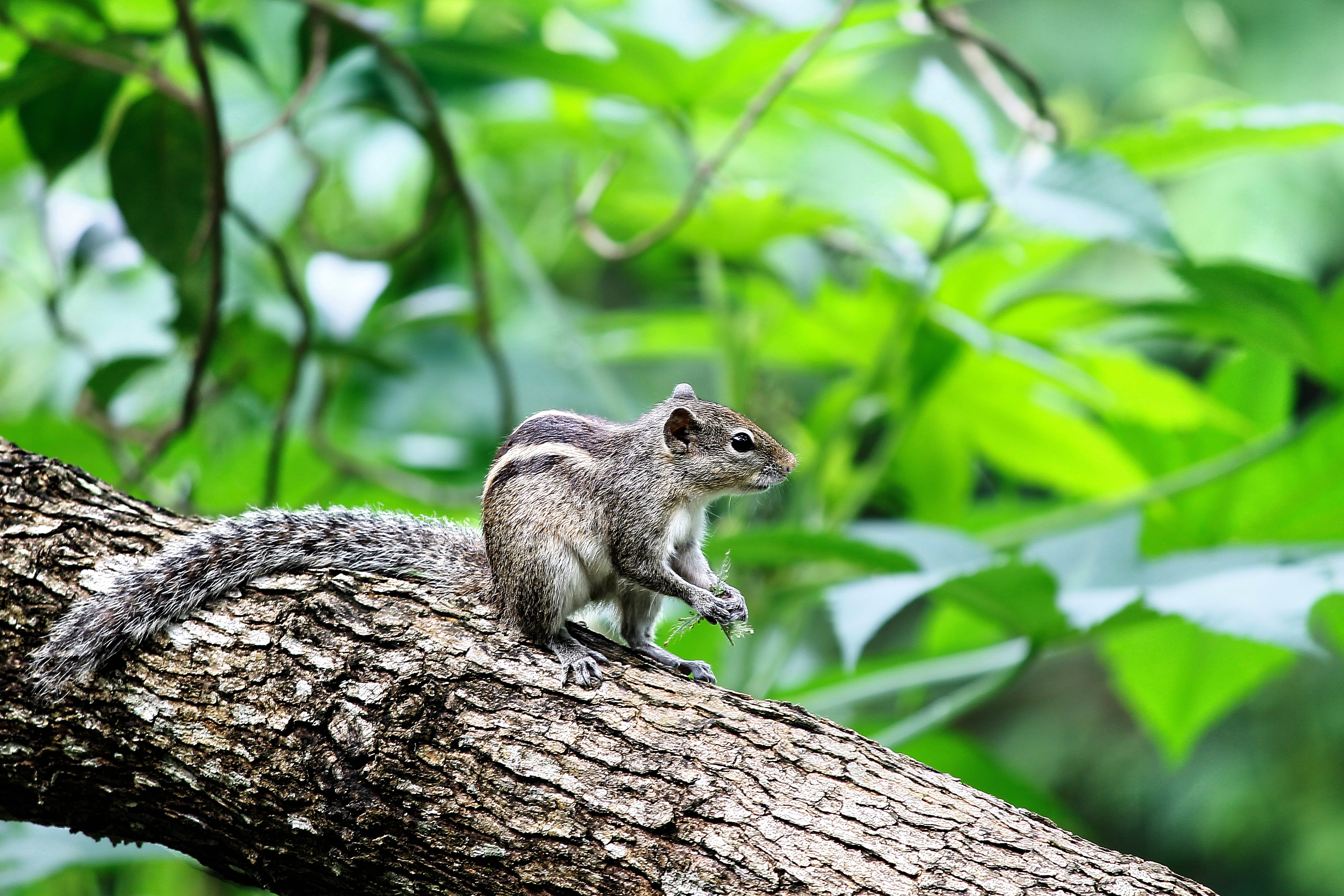 Chipmunk sitting on a tree branch