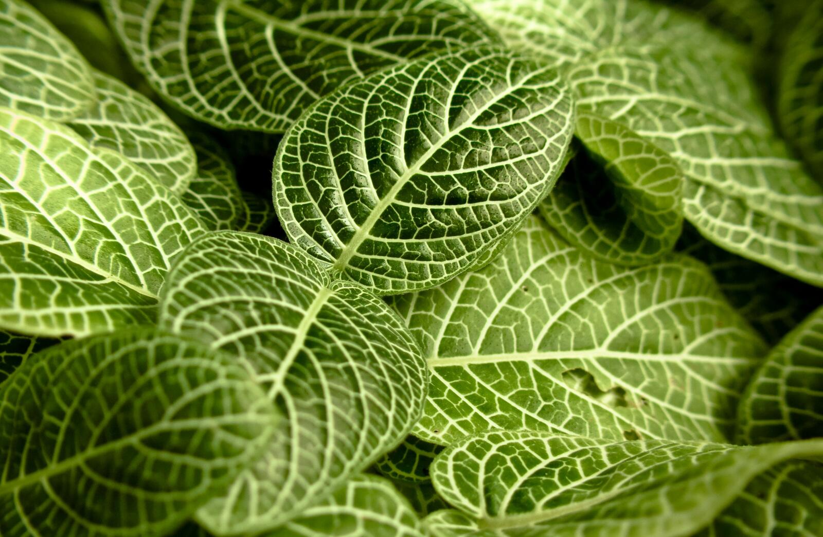 Зелёные листья с красивой структурой