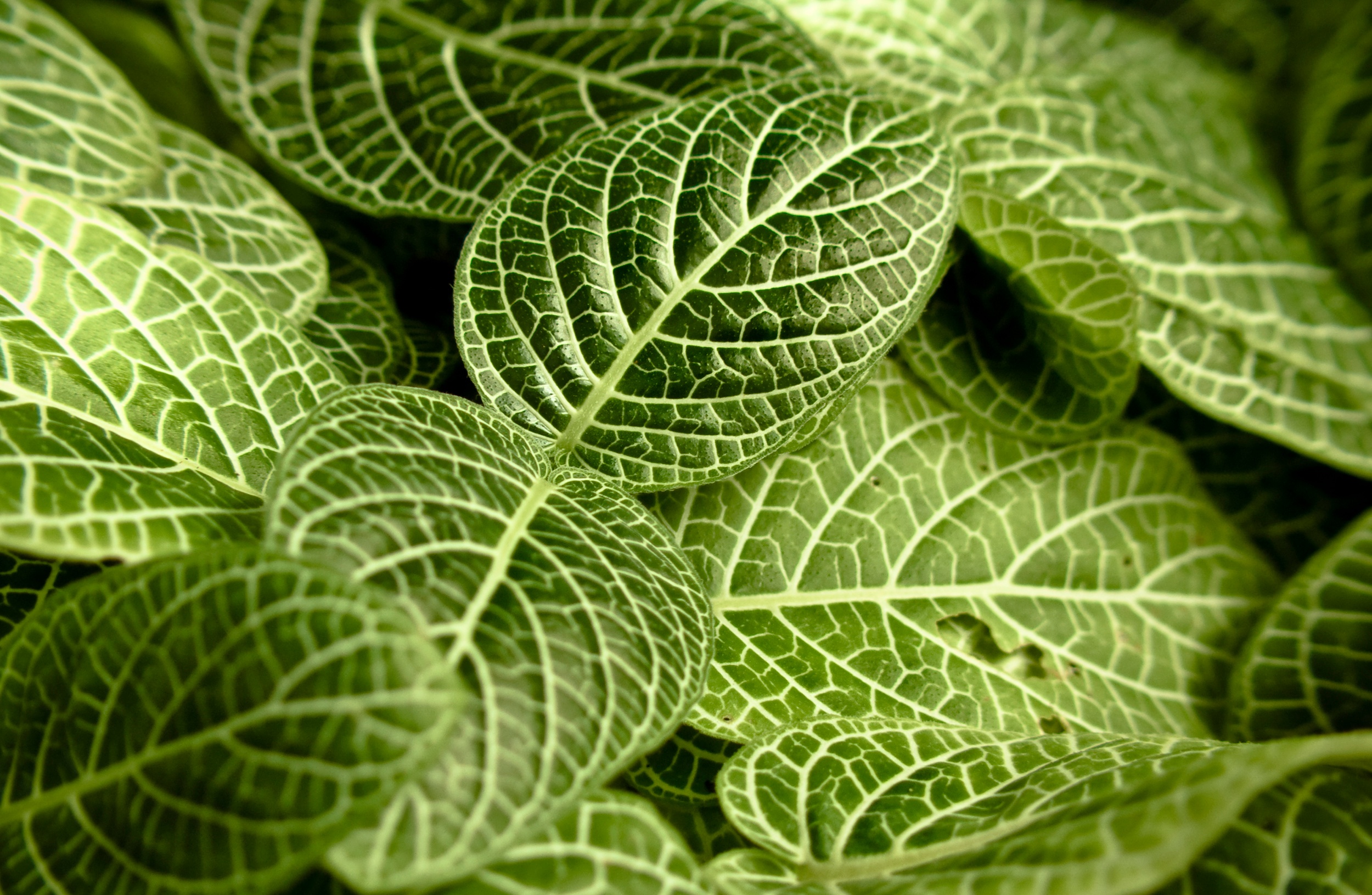 Free photo Green leaves with a beautiful texture