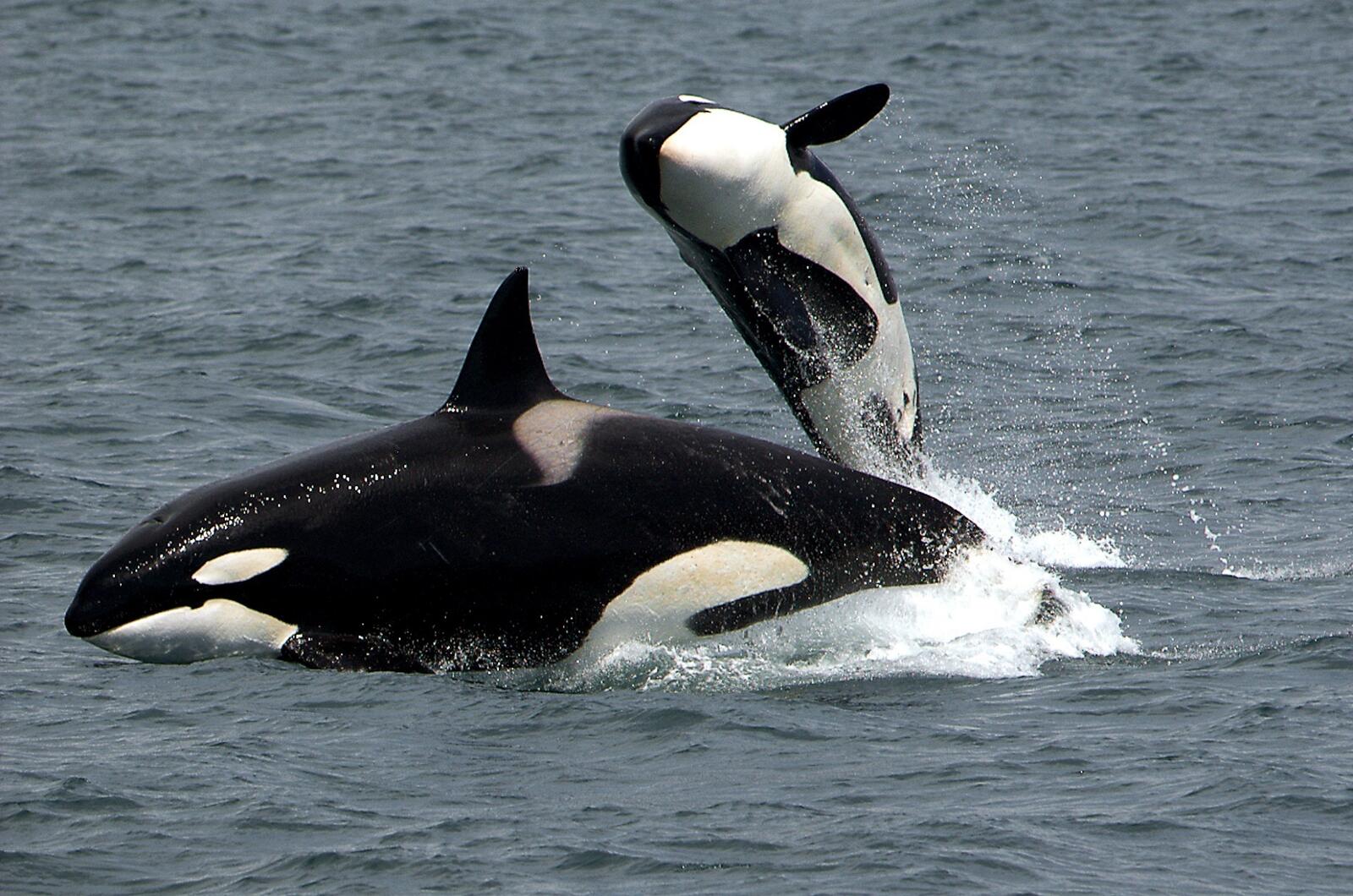 Free photo White killer whales jumping out of the water
