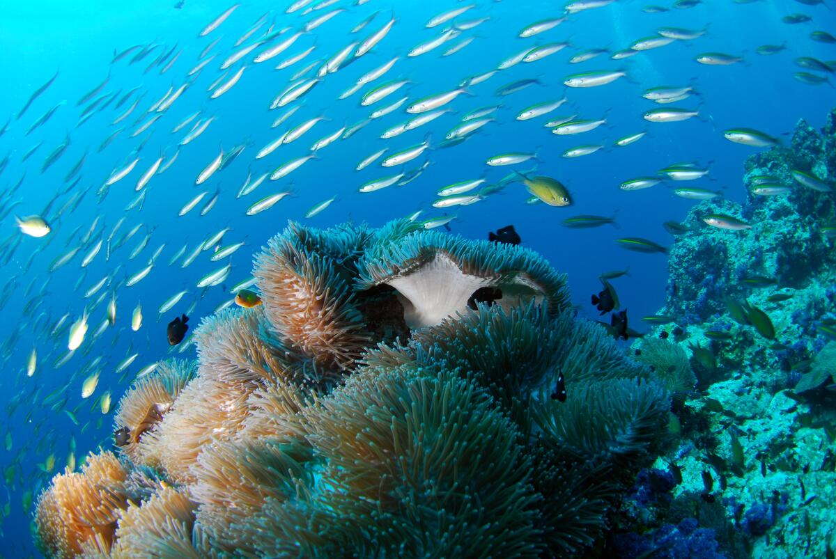 海底的海珊瑚