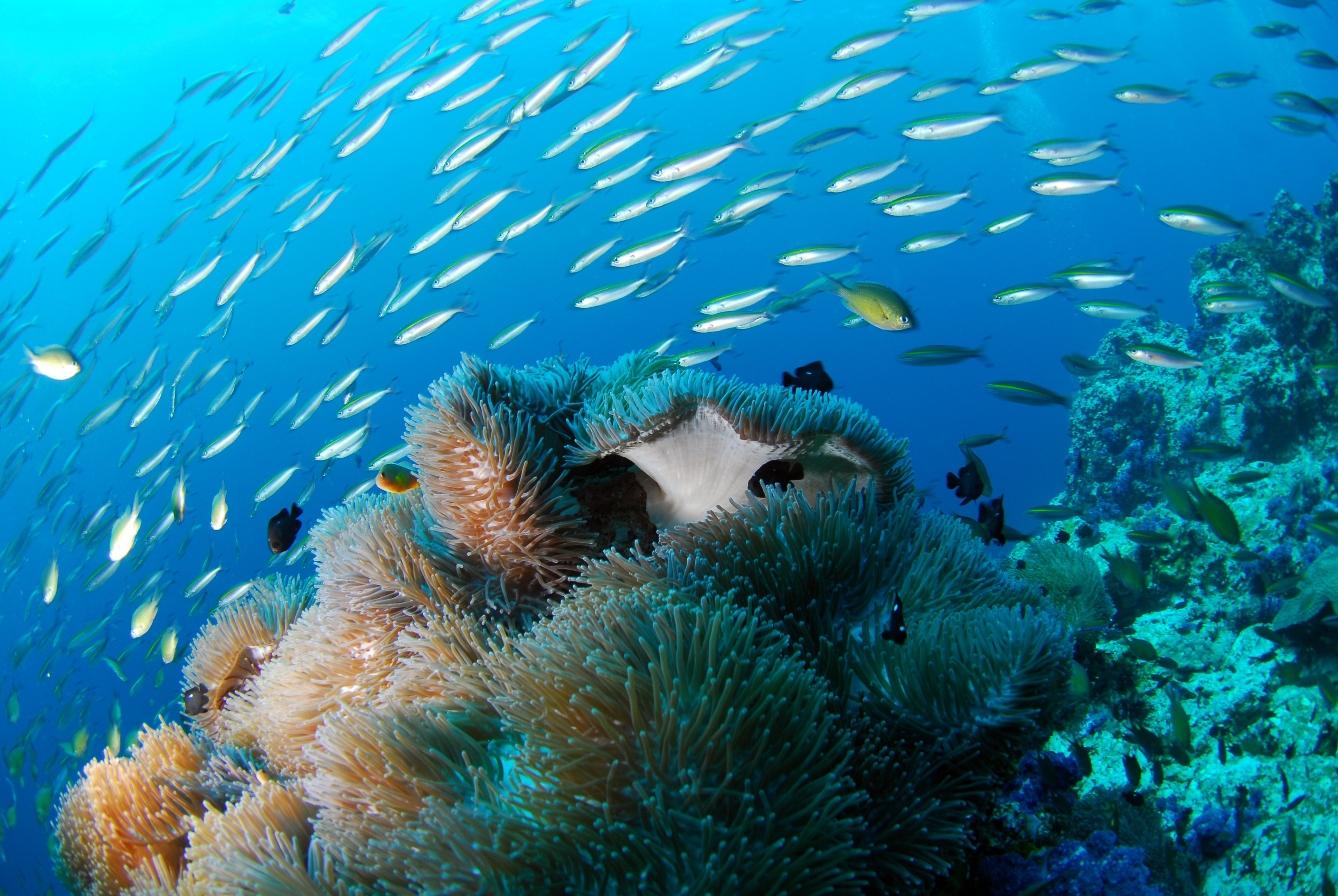 Бесплатное фото Морской корал на дне моря