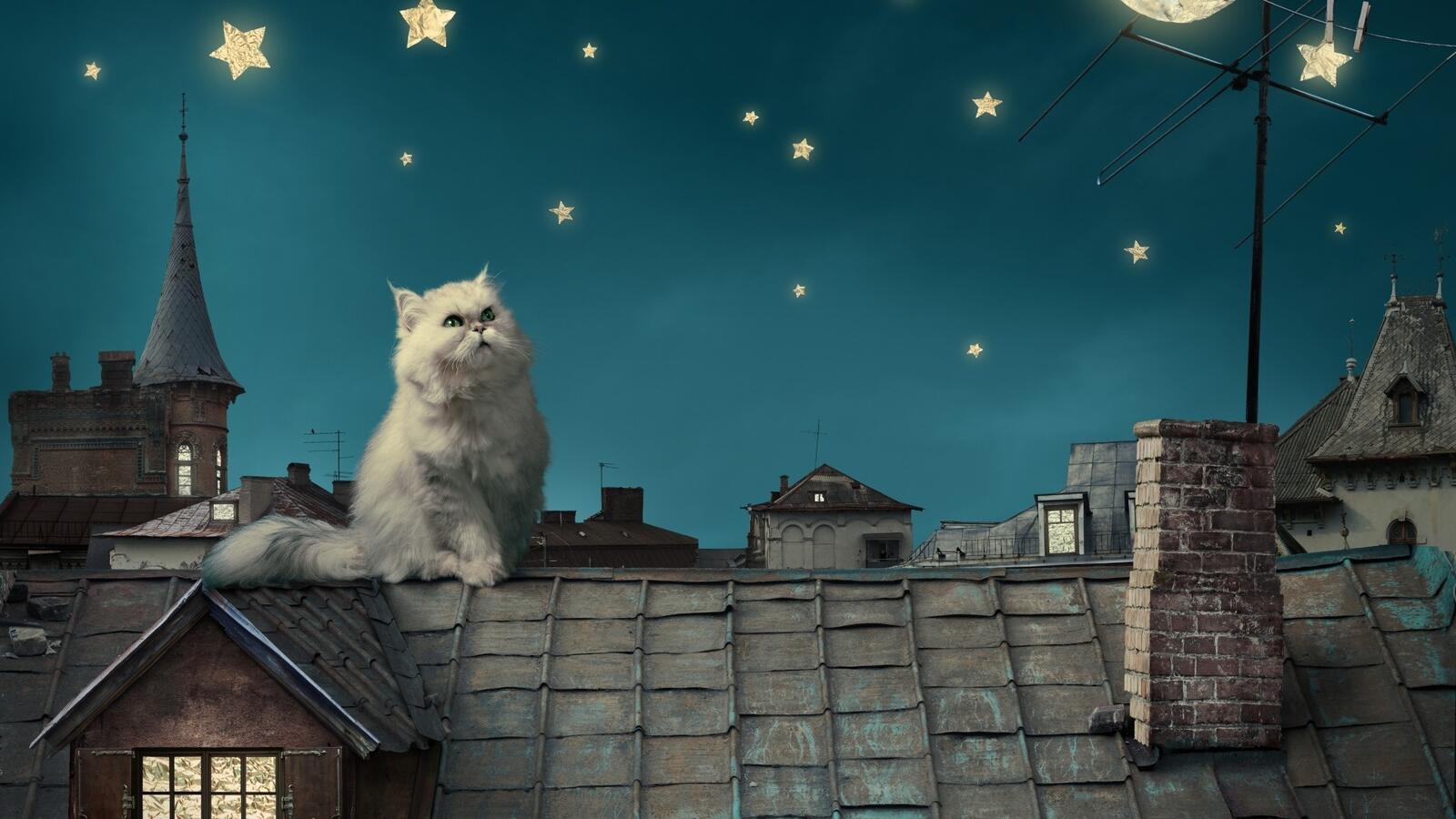 Free photo A white cat sits on the roof of a house and looks up at the stars