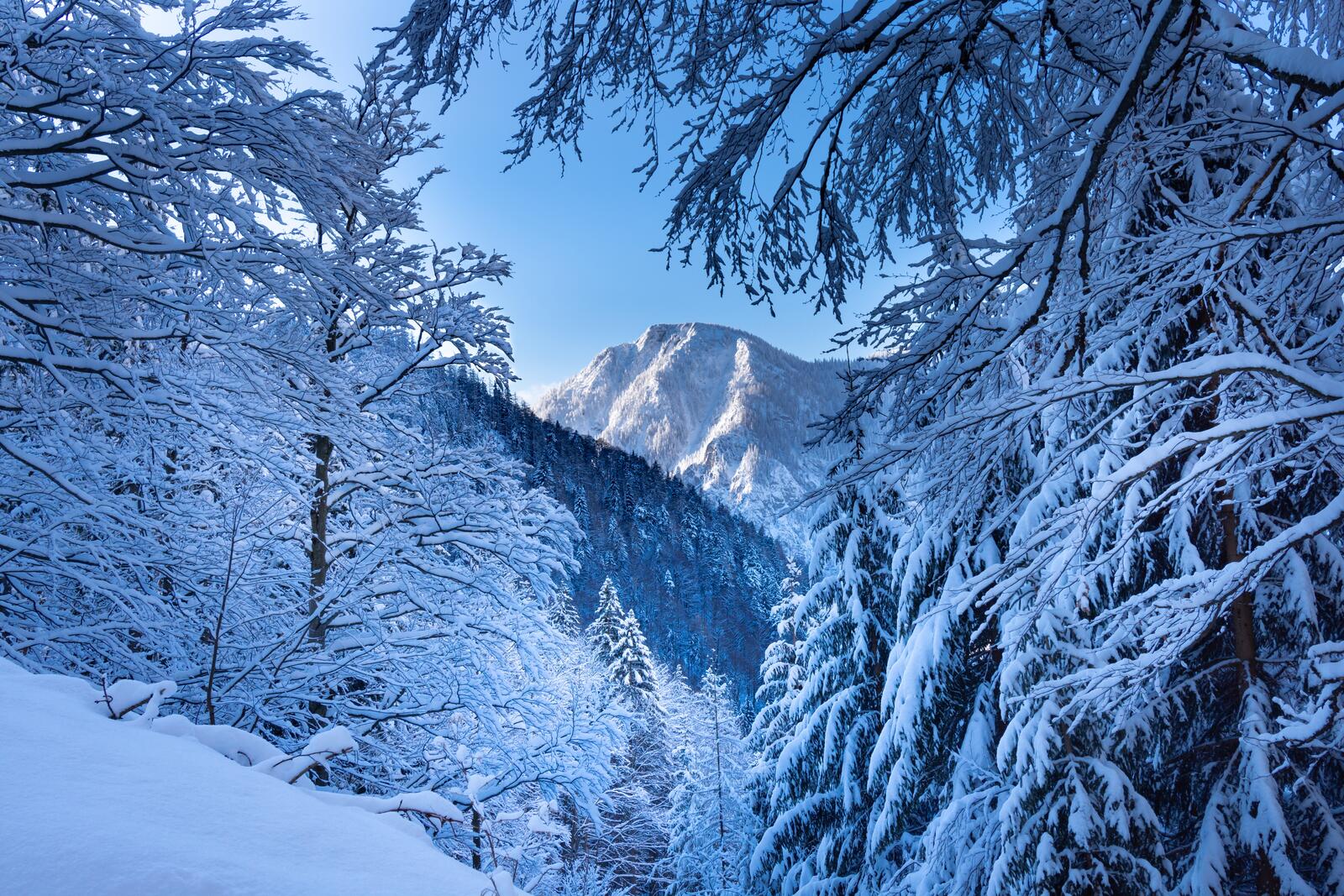 免费照片覆盖着雪的树枝的森林