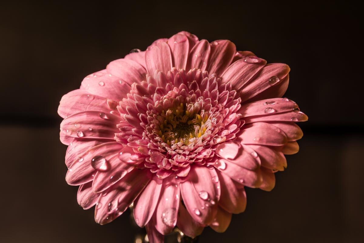 A pink flower with raindrops
