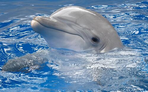 A cute dolphin in the pool
