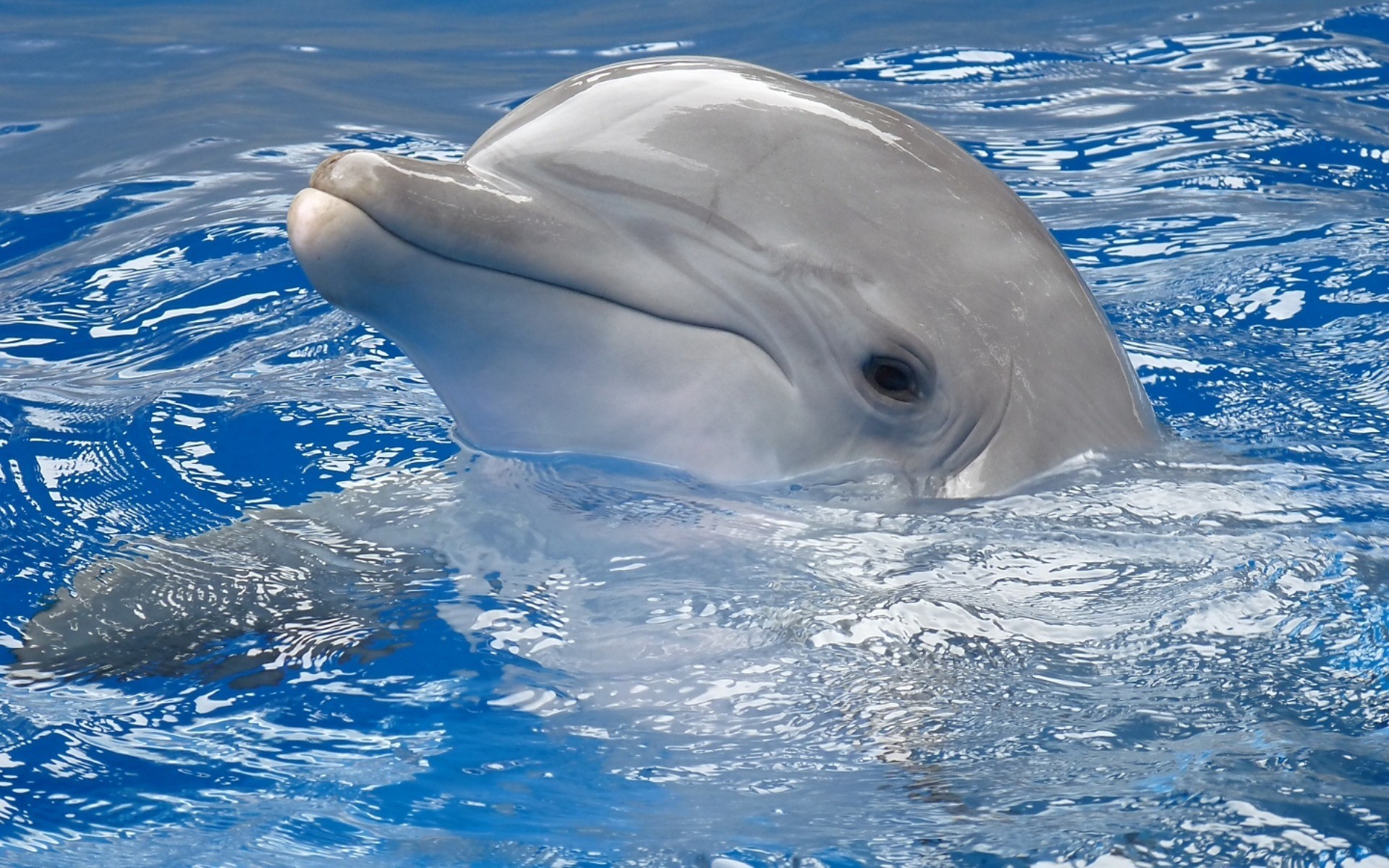 Free photo A cute dolphin in the pool