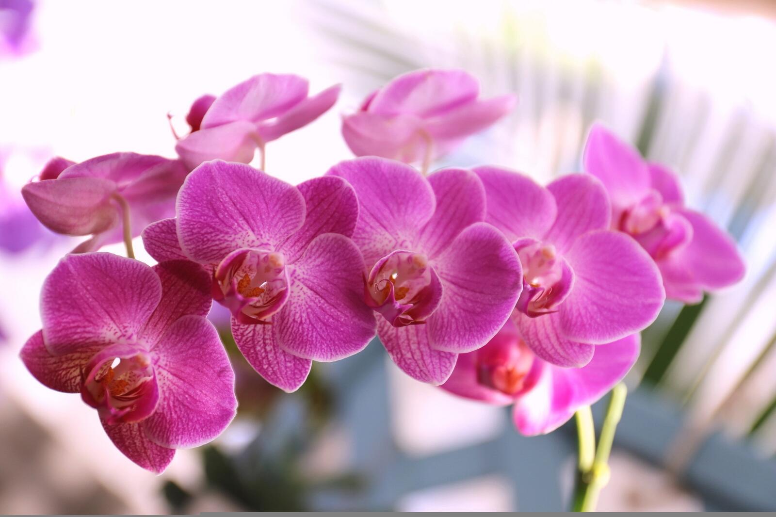 Бесплатное фото Пурпурная орхидея крупным планом