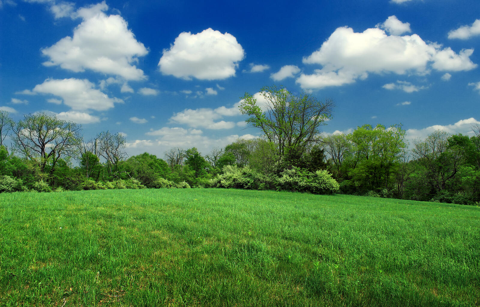 免费照片一大片绿色的夏日草坪