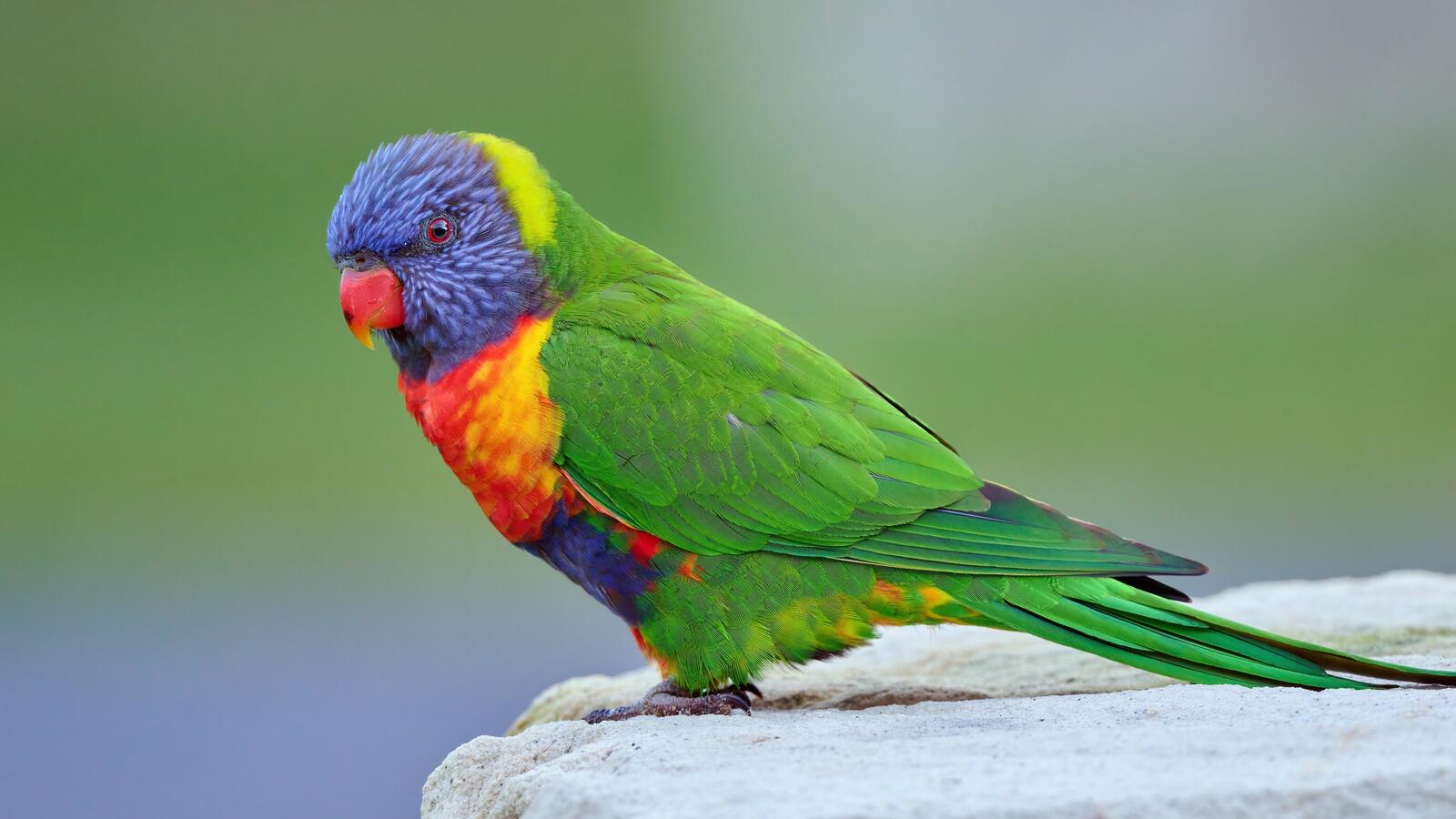 Бесплатное фото Цветной попугайчик