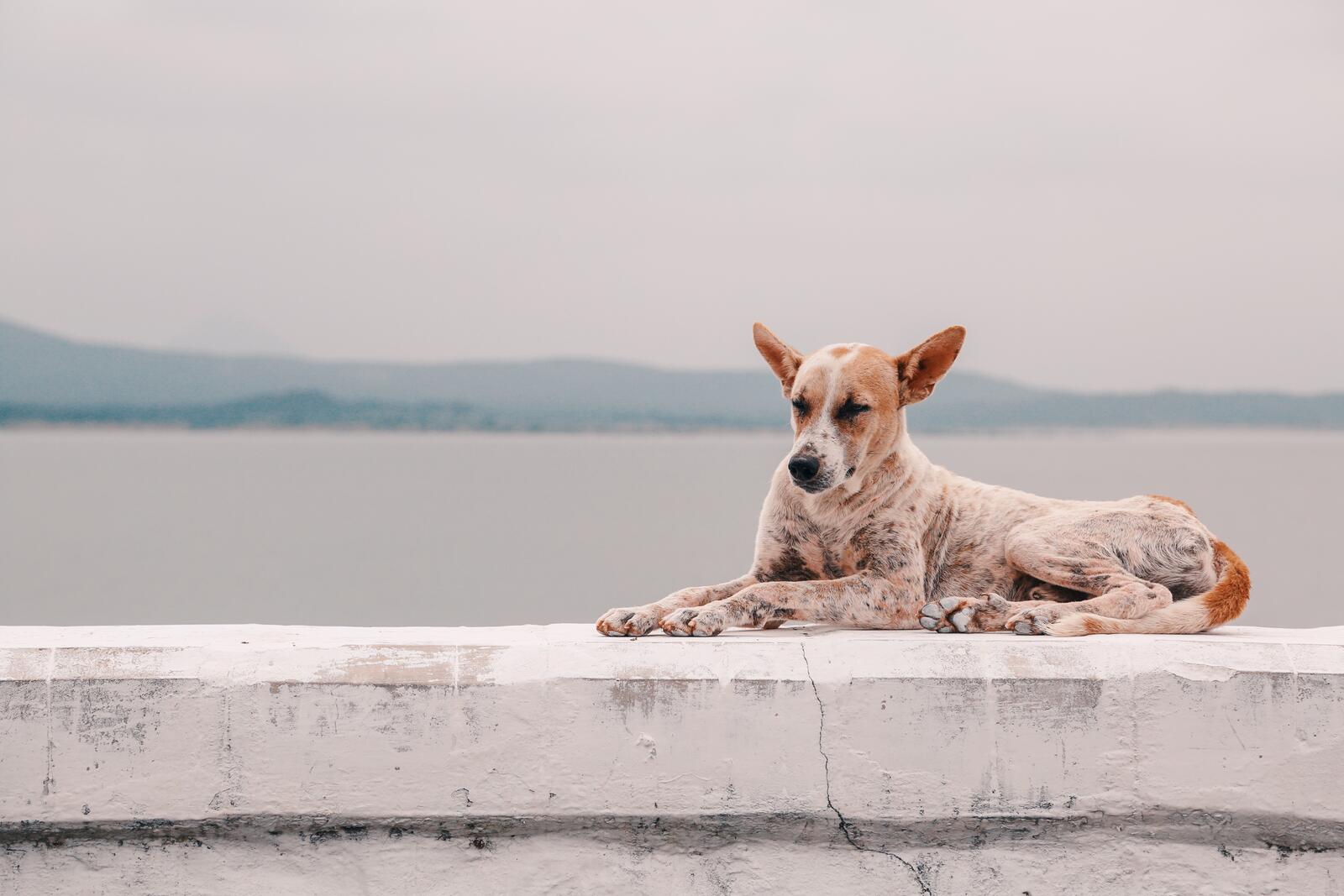 Free photo A homeless puppy against the sea