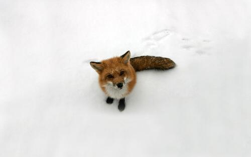 A red fox in the white snow