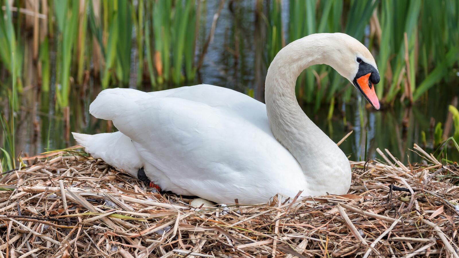 Free photo A white swan sits in a nest